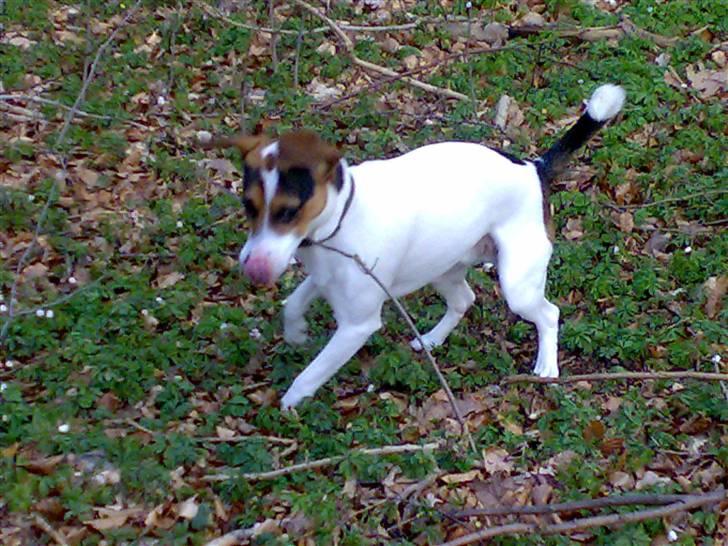 Blanding af racer skipper billede 10