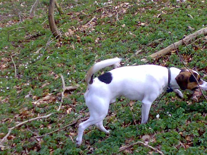 Blanding af racer skipper billede 11