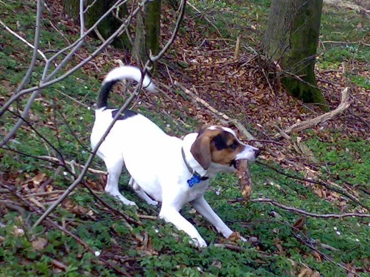 Blanding af racer skipper billede 12