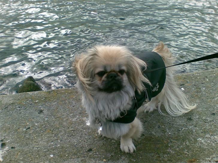 Pekingeser ATOS billede 13