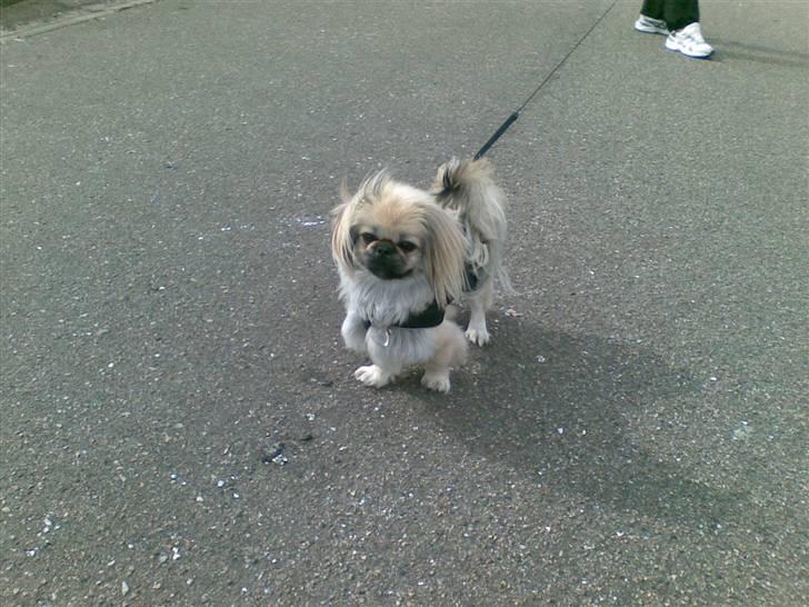 Pekingeser ATOS billede 14