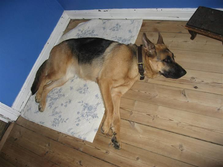 Schæferhund Sally billede 18