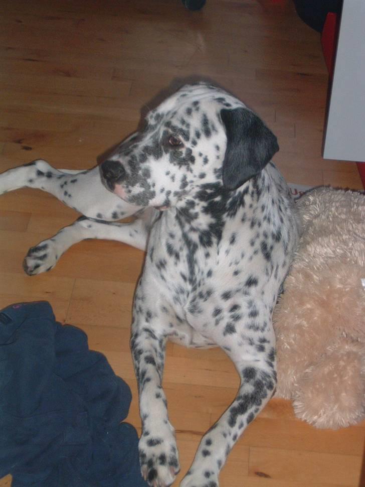 Blanding af racer Diva R.I.P billede 6