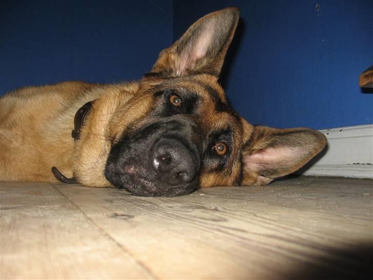 Schæferhund Sally billede 19