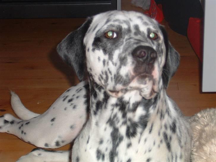 Blanding af racer Diva R.I.P billede 7