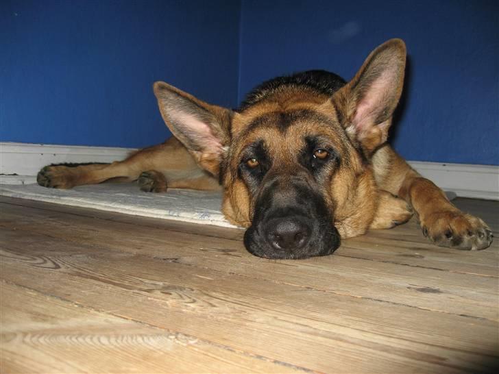 Schæferhund Sally billede 20