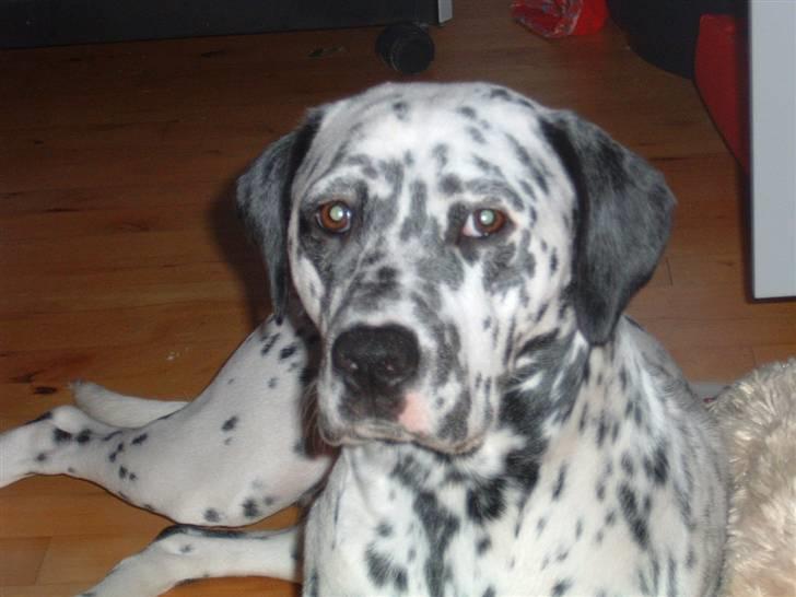 Blanding af racer Diva R.I.P billede 8