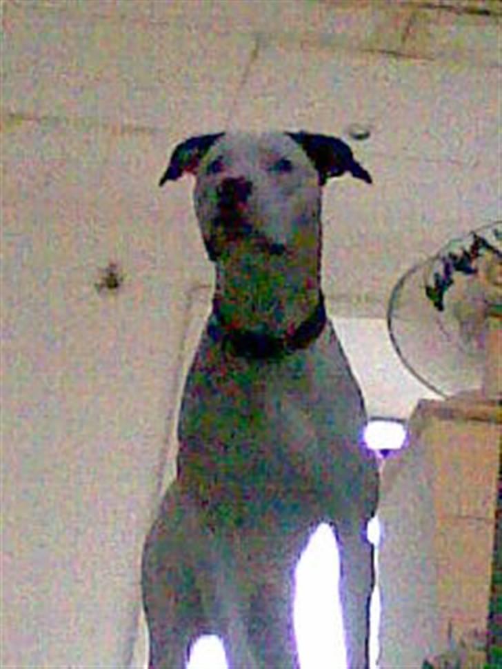 Amerikansk staffordshire terrier tjechr billede 8