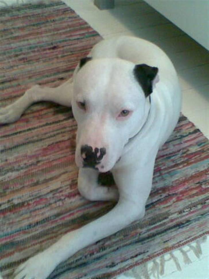 Amerikansk staffordshire terrier tjechr billede 9