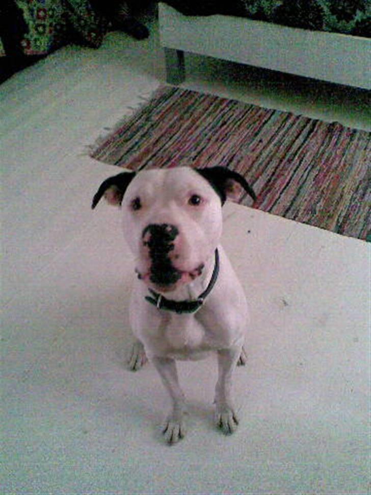 Amerikansk staffordshire terrier tjechr billede 10