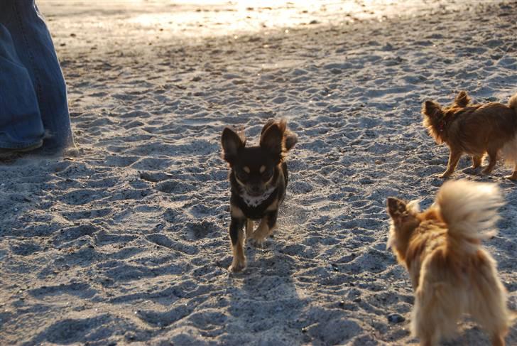 Chihuahua Bella - Her er jeg ude og hente sand til far´s sofa, han bliver toset :-) billede 9