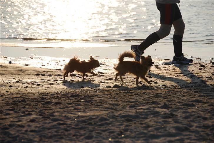 Chihuahua Ricko aka kongemand - Solnedgang på stranden, det er mig der forreste, man er vel lidt alfa. billede 9