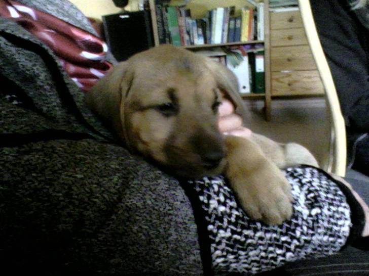 Broholmer Geri - ja da vi var så lille at man kunne sidde ved Elisabeth.  billede 11