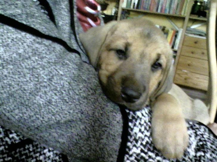 Broholmer Geri - se mig jeg er bare for nusser  billede 12