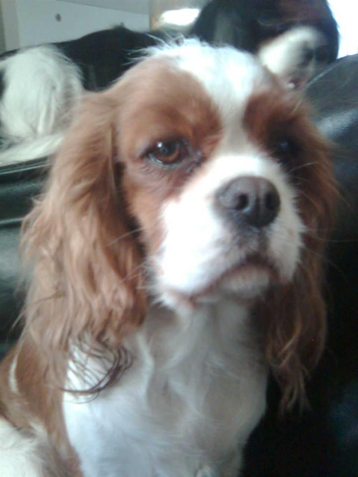 Cavalier king charles spaniel Herdis <3 billede 8