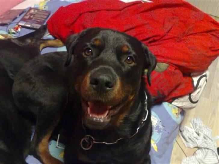 Rottweiler Plet billede 8