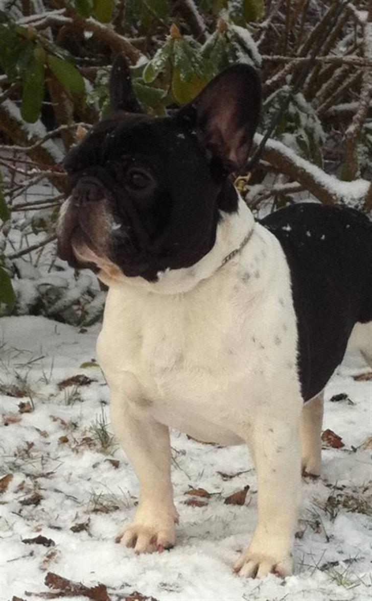 Fransk bulldog midland moor´s Al-Capone  - NYT  december 2010 billede 1