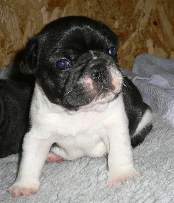 Fransk bulldog midland moor´s Al-Capone  billede 2