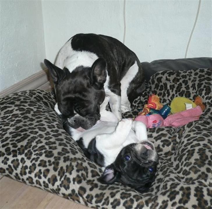 Fransk bulldog midland moor´s Al-Capone  - Det kildre når min mor vasker mig på maven. billede 3