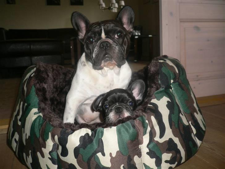 Fransk bulldog midland moor´s Al-Capone  - Mig Albert sammen med min mor Carla i min nye kurv. billede 4