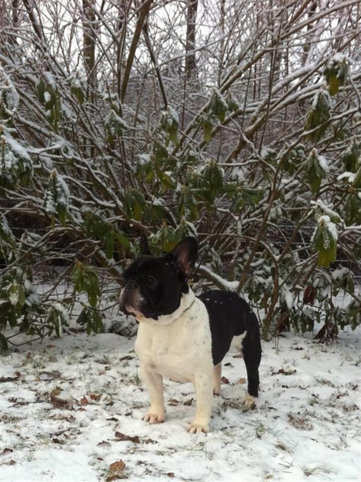 Fransk bulldog midland moor´s Al-Capone  billede 5