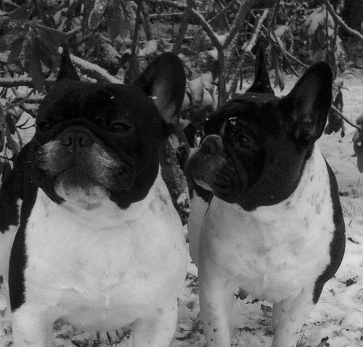 Fransk bulldog midland moor´s Al-Capone  - december 2010 *nyt* billede 6