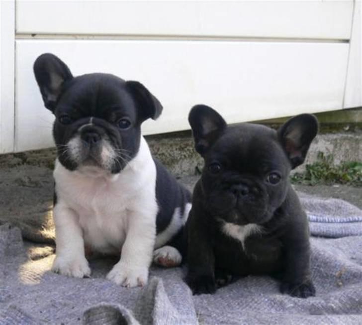 Fransk bulldog midland moor´s Al-Capone  - Albert og lille billede 7