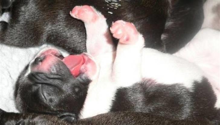 Fransk bulldog midland moor´s Al-Capone  - Albert 5 dage gammel billede 8