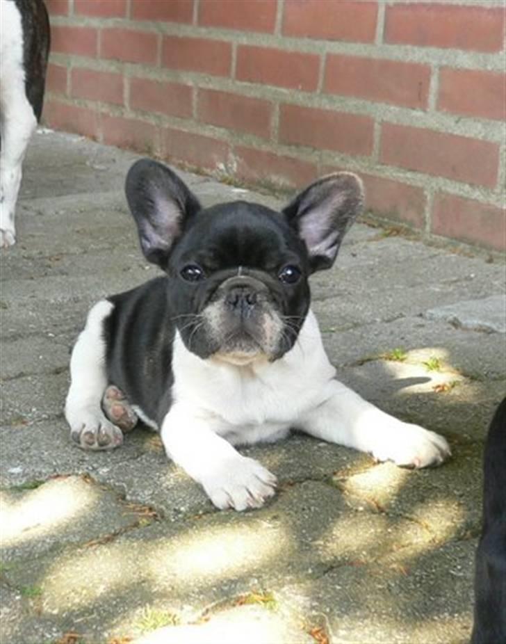 Fransk bulldog midland moor´s Al-Capone  billede 9