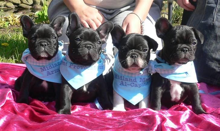 Fransk bulldog midland moor´s Al-Capone  - Albert og hans brødre er blevet 8 uger billede 10