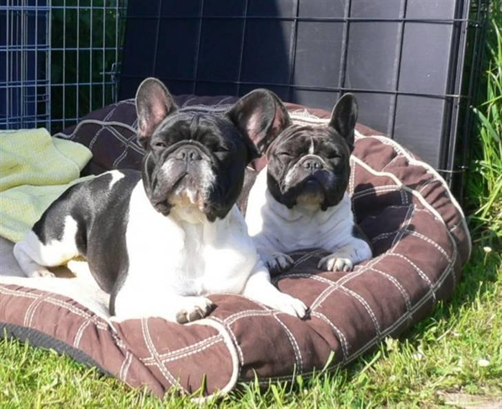 Fransk bulldog midland moor´s Al-Capone  - NYT. mig og min moa... billede 11