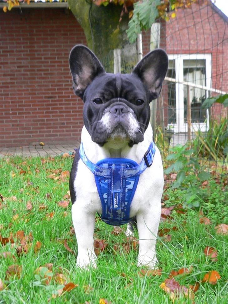 Fransk bulldog midland moor´s Al-Capone  - Albert 7 mdr billede 12