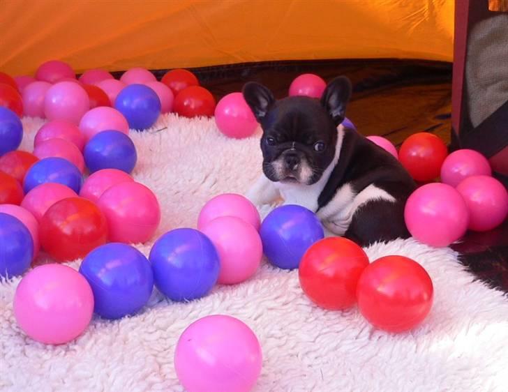 Fransk bulldog midland moor´s Al-Capone  billede 13