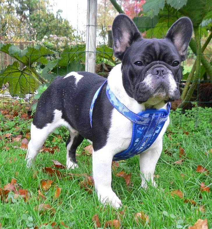 Fransk bulldog midland moor´s Al-Capone  billede 14