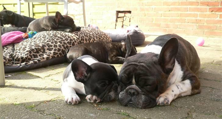 Fransk bulldog midland moor´s Al-Capone  - Jeg elsker min mor. billede 15