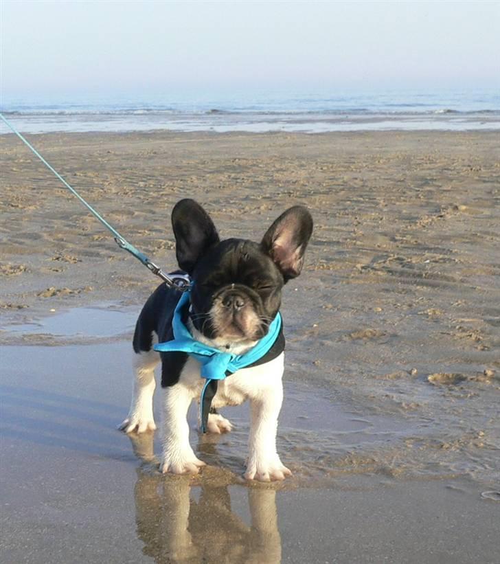 Fransk bulldog midland moor´s Al-Capone  - Albert nyder det...=) NYT billede 16