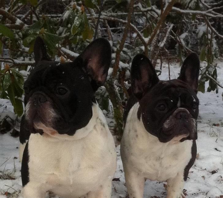 Fransk bulldog midland moor´s Al-Capone  - mor og søn... NYT december 2010 billede 17