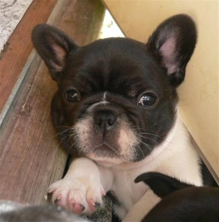 Fransk bulldog midland moor´s Al-Capone  billede 19