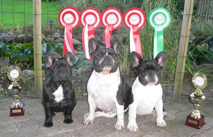 Fransk bulldog midland moor´s Al-Capone  billede 20