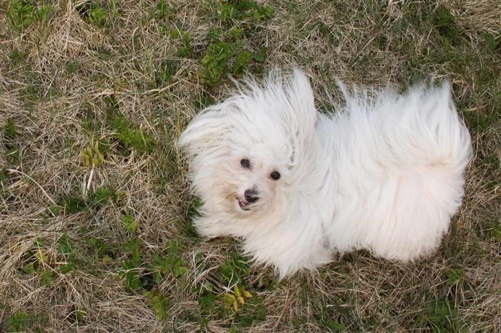 Coton de tulear Super Carla billede 13