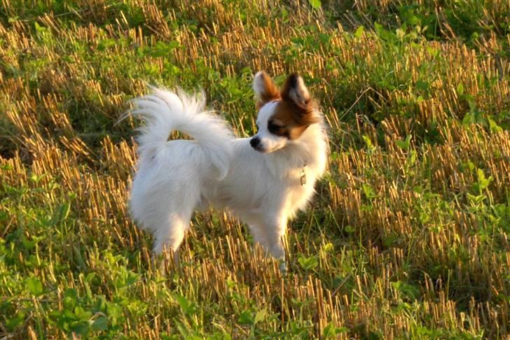 Papillon Panda [Himmelhund 2018]  - Gåtur i aftensolen billede 15