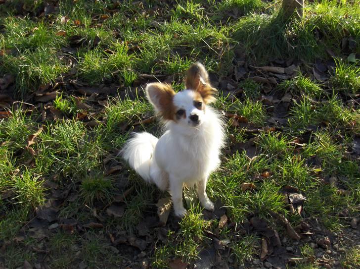 Papillon Panda [Himmelhund 2018]  - Hej "Moar" billede 16