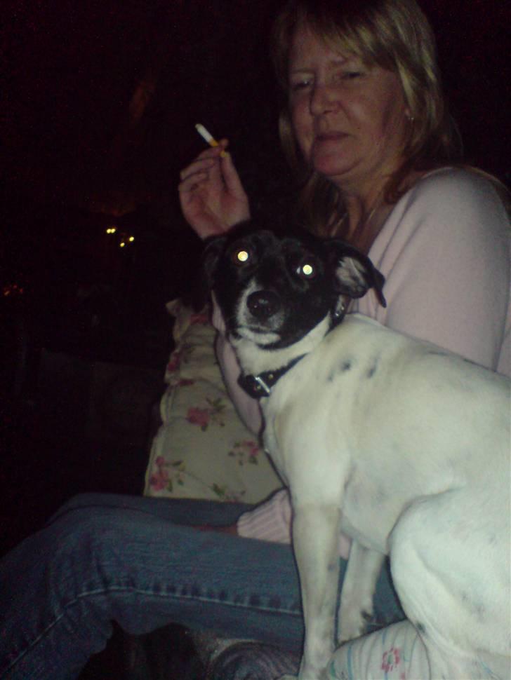 Foxhound Stuartc'',) - Nåårh eg er træt er jeg ved min mor¨ billede 11