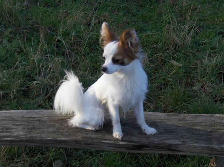 Papillon Panda [Himmelhund 2018]  - Uh, der var noget liiiige derhenne!! billede 17