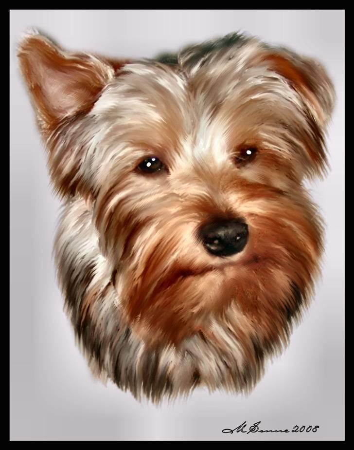 Yorkshire terrier Sniffer - 10. april 2008. Dette MEGET flotte billede er lavet af: * Den Lille Blå Lyn & Den Sorte Banditræv´s moar *. Jeg er utrolig glad for det, tusind tak ;-) billede 13