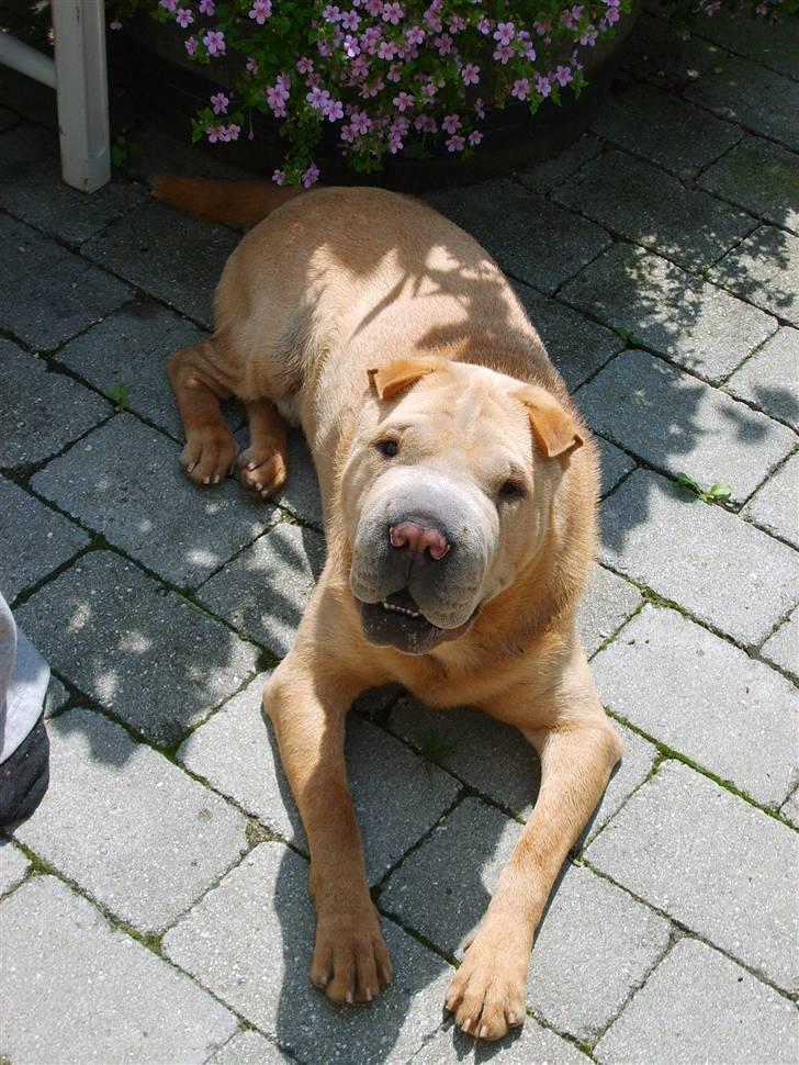 Shar pei Quattro - R.I.P. billede 2