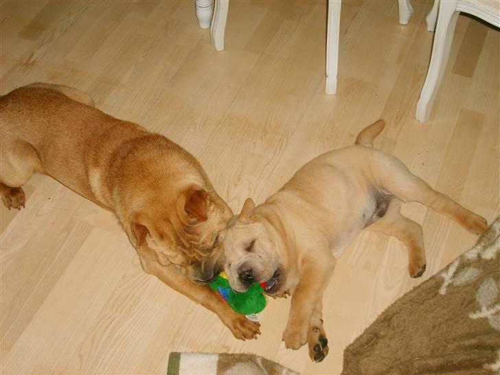 Shar pei Quattro - R.I.P. billede 4