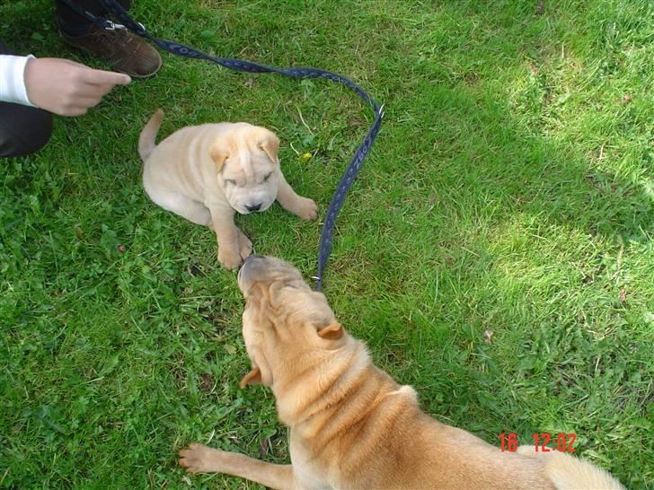 Shar pei Quattro - R.I.P. billede 5