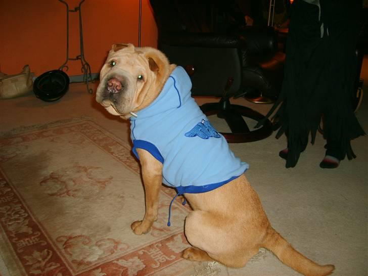 Shar pei Quattro - R.I.P. billede 6