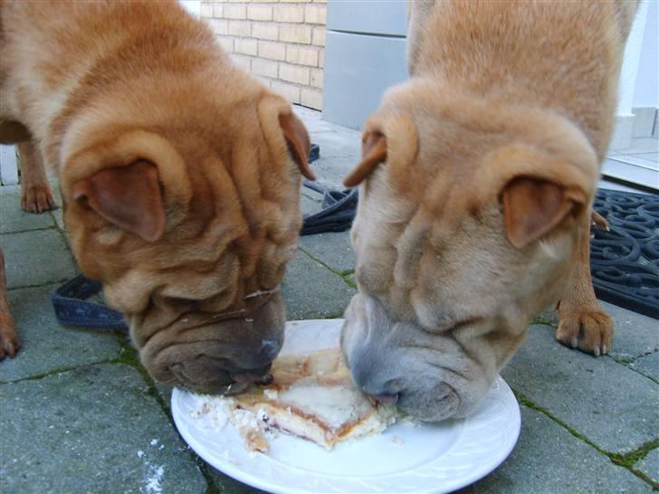 Shar pei Quattro - R.I.P. billede 7